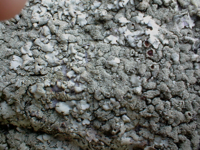 Rhizocarpon geographicum e altri licheni ?